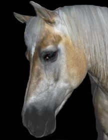 Pferd (1).jpg